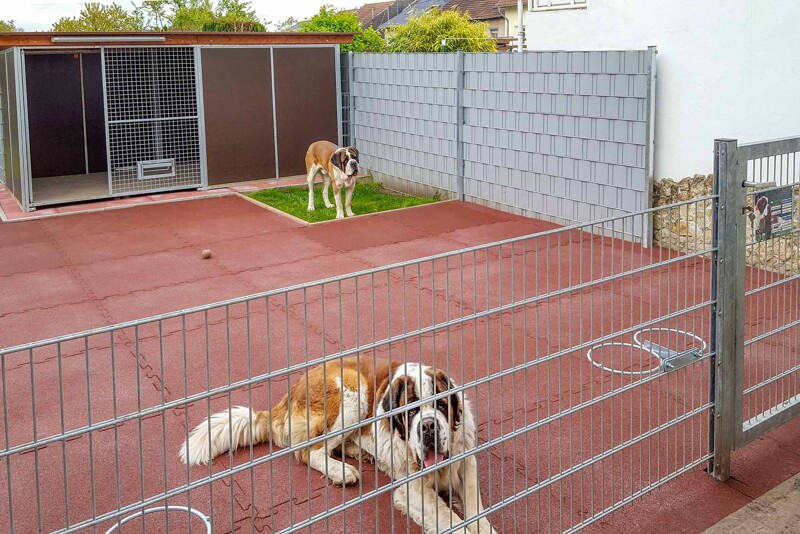Deux chiens du Saint-Bernard reposent dans le terrain de leur chenil très généreusement conçu de dalles sportives souples WARCO