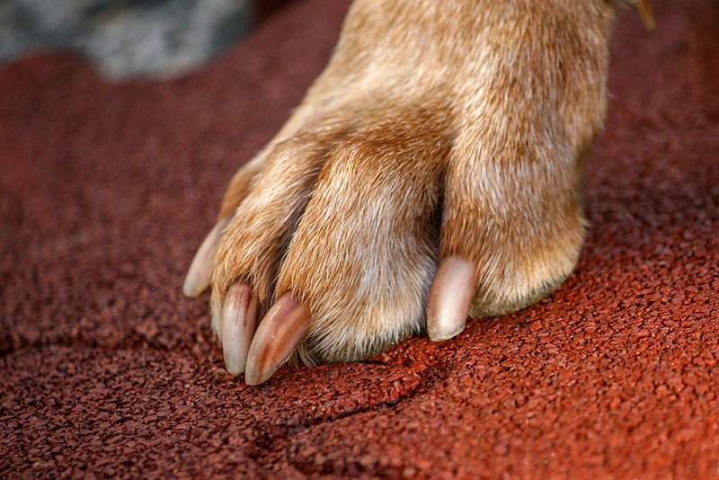 La patte du grand chien est posée sur un tapis de chenil rouge de WARCO en granulés de caoutchouc.