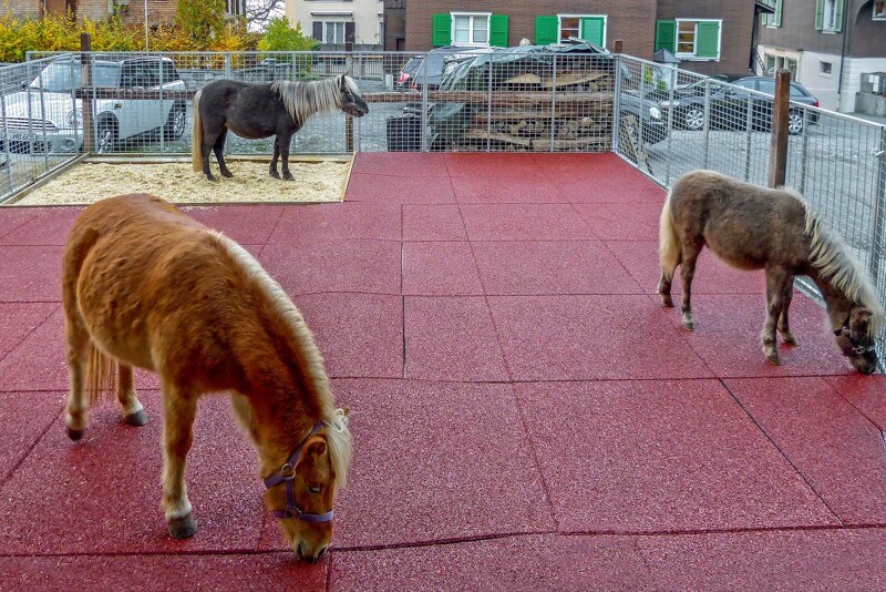 Zwei Ponys riechen an den noch neuen Pferde-Boxenmatten von WARCO, aus denen für sie ein Paddock auf einer Hoffläche angelegt wurden. Im Hintergrund steht ein weiteres Pony in dem mit Sägemehl eingestreuten Toilettenbereich.