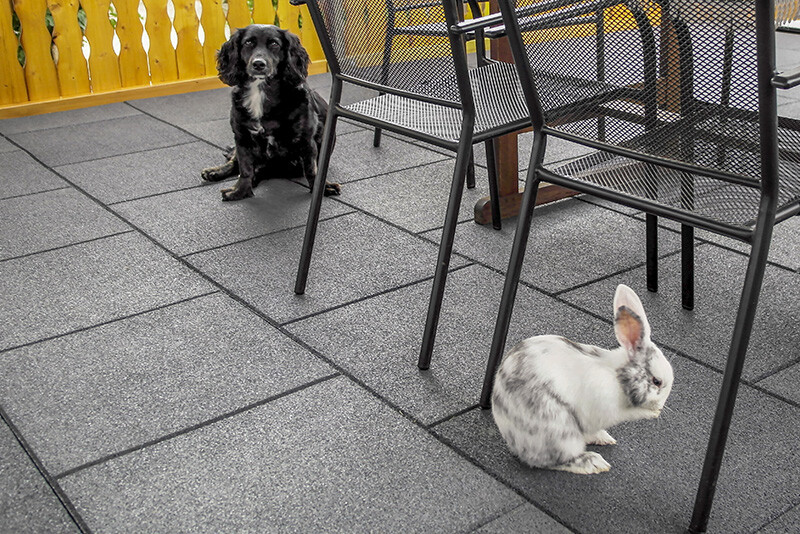 Auf einer Terrasse oder einem großen Balkon, der mit quadratischen Fliesen in grauer Farbe ausgelegt ist, sitzen ein schwarzer Hund und ein weißes Kaninchen friedlich zusammen.