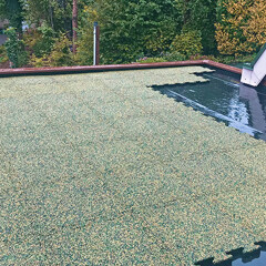 Graugrüne Platten werden auf einem Flachdach verlegt. Noch ist die Arbeit nicht fertig. Der Untergrund ist nass und der Blick fällt auf angrenzende Laubbäume.