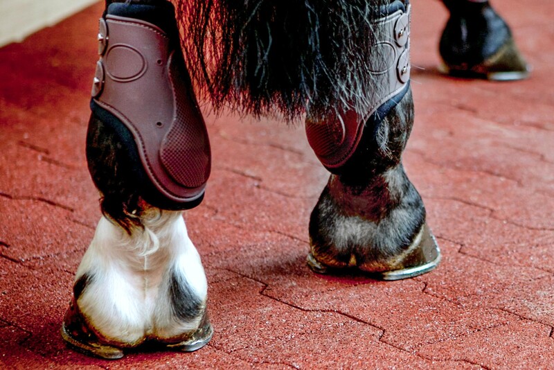 Des sabots chaussés de fers à cheval sur le pavé autobloquant rouges en double T installés sur le  marcheur pour chevaux.